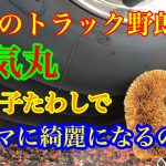 【長距離トラック運転手】元気丸　タイヤ磨き　亀の子たわしで、ゴシゴシ毎日３ヵ月？いい感じになるのか？