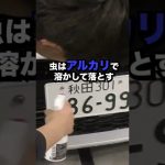 虫汚れ　塗装　悪影響 #洗車 #shorts #コーティング #carwash #洗車の仕方 #虫汚れ
