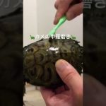?カメの甲羅磨き?