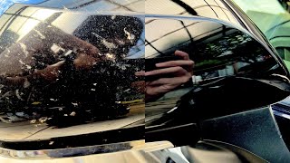 【車に付いた虫を傷付けずに落とす方法】重大報告があります。【徹底洗車】