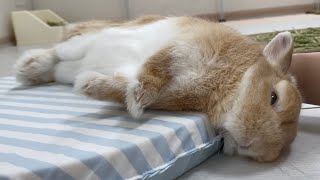 クッション好きに 磨きがかかり 部屋んぽ中 クッションとニコイチになりました
