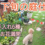 [ガーデニングvlog】剪定.誘引.レンガ磨き/アイビーのハート仕立て/雨晒しの多肉花壇/PW の花