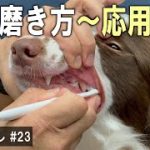 【犬の暮らし# 23】歯の磨き方〜応用編〜