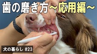【犬の暮らし# 23】歯の磨き方〜応用編〜