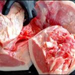 【豚磨きASMR】豚肉価格が爆上がりな理由を肉のプロが解説するだけの動画