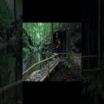 UNDERGROUND HOUSE   Building a Survival Shelter in a Rainforest   Bushcraft Solo Camping #16