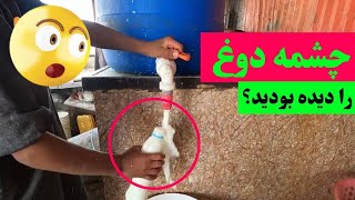 چشمه دوغ را دیده بودید؟