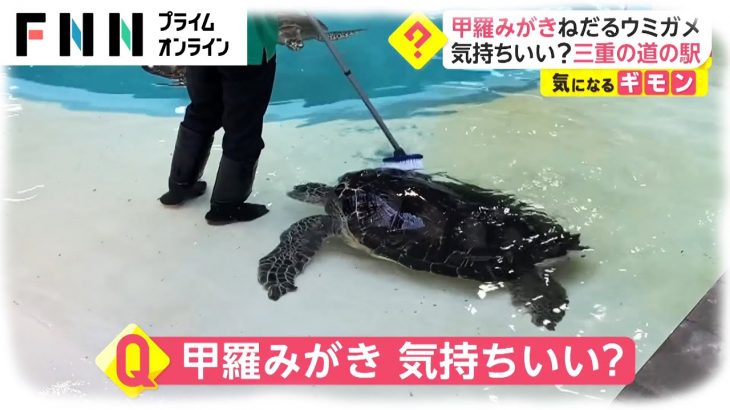 甲羅みがきねだるウミガメ　気持ちいい? 三重の道の駅